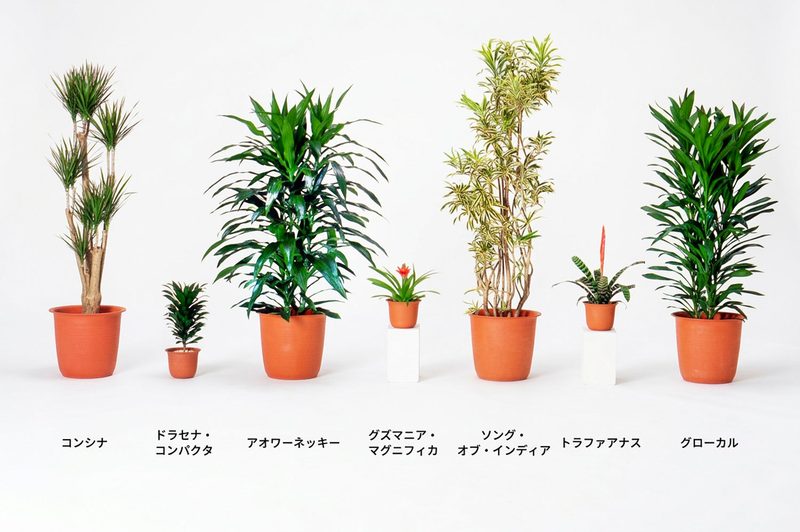 コンシナ、ドラセナ・コンパクタ、アオワーネッキー、グズマニア・マグニフィカ、ソング・オブ・インディア、トラフアナナス、グローカル
