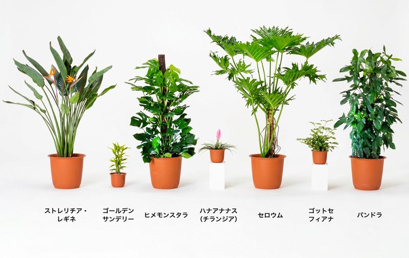 ストレリチア・レギネ、ゴールデンサンデリー、ヒメモンステラ、ハナアナナス（チランジア）、セロウム、ゴットセフィアナ、パンドラ