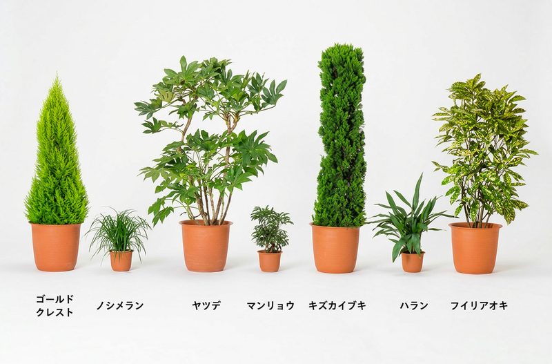 ゴールドクレスト、ノシメラン、ヤツデ、マンリョウ、キズカイブキ、ハラン、フイリアオキ