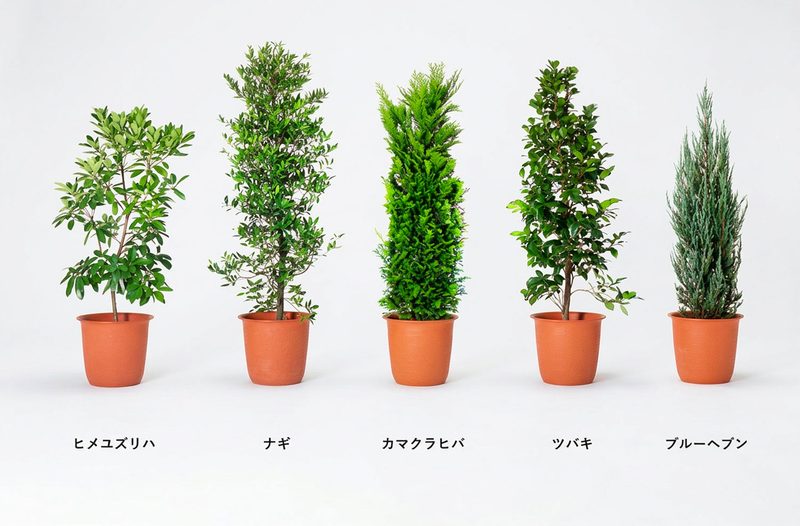 ヒメユズリハ、ナギ、カマクラヒバ、ツバキ、ブルーヘブン