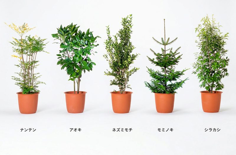 ナンテン、アオキ、ネズミモチ、モミノキ、シラカシ